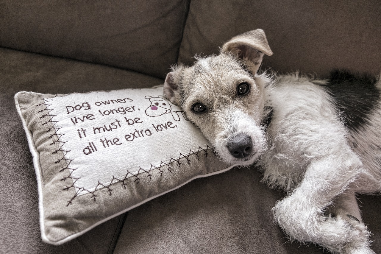 Hund Haustier Kissen Sofa Couch Polster Polstermöbel