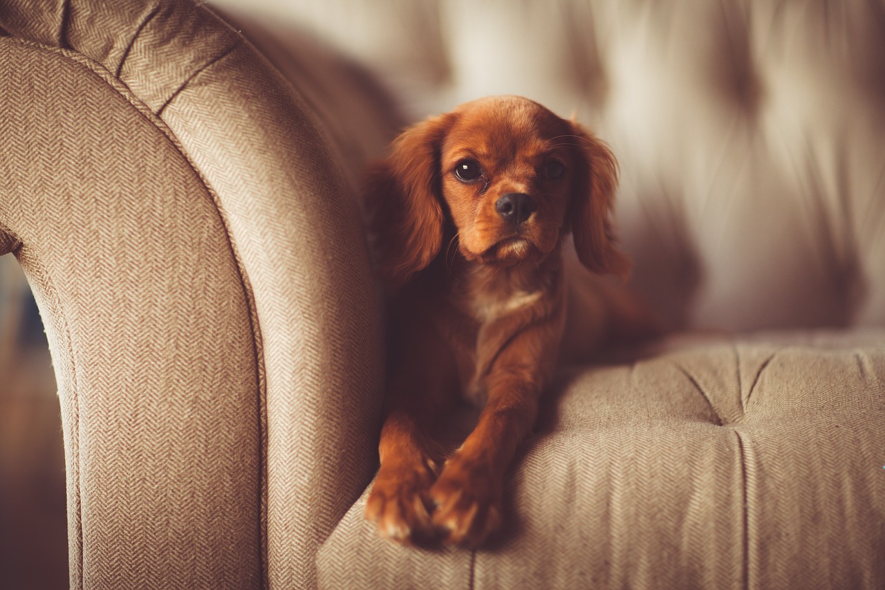Sofa Couch Polster Haustier Hund Geruch